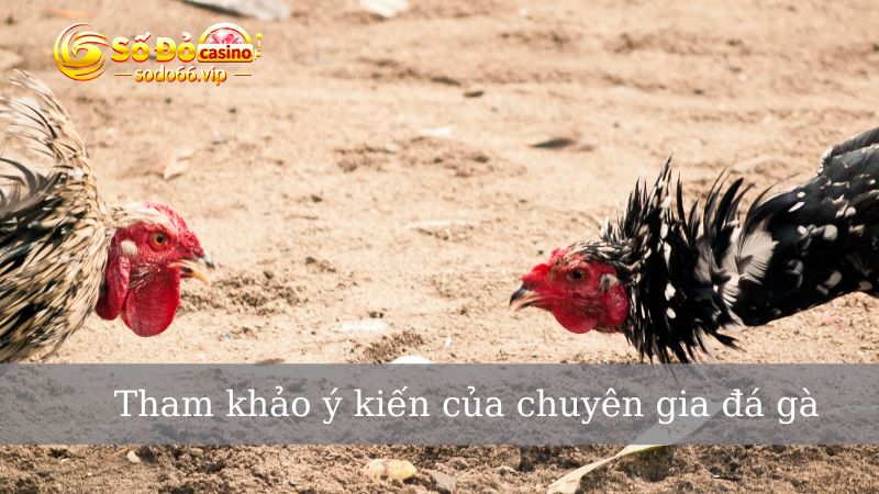 Tham khảo ý kiến của chuyên gia khi anh em chơi đá gà Sodo66